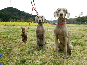 ステップ2、散歩